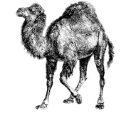 Perl Logo